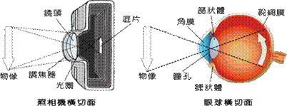 什么是黄斑点？